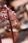 Spring coralroot